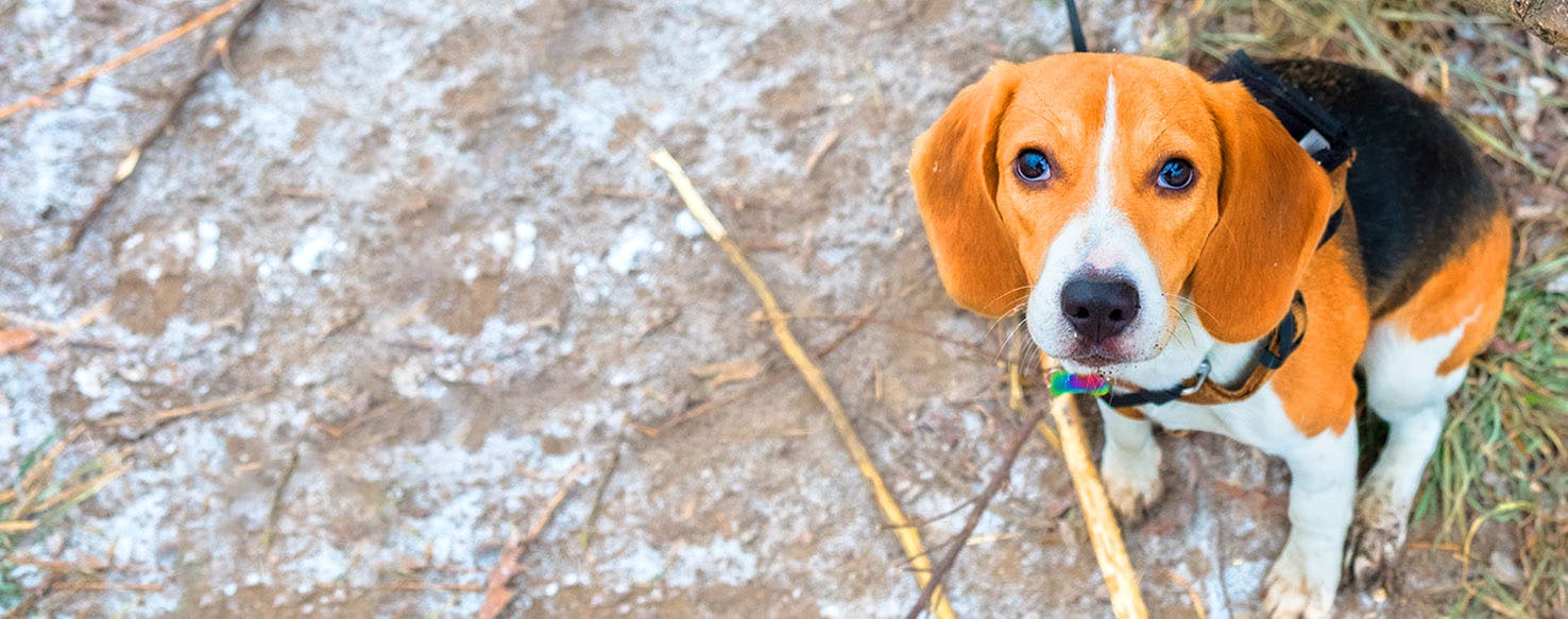 Dog Names That Start With Mr Popular Male And Female Names Wag 
